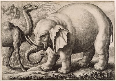 Elefantti ja kameli, kaiverrus Wenceslaus Hollar (1607-77) 1663 tekijältä Francis Barlow