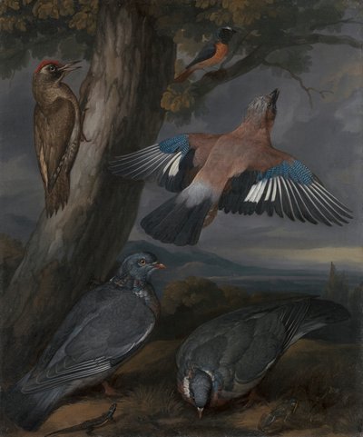 Jay, Vihreä Tikka, Kyyhkyset ja Redstart tekijältä Francis Barlow