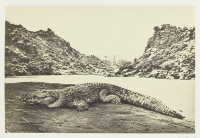 Krokotiili hiekkapenkillä, 1857. tekijältä Francis Frith