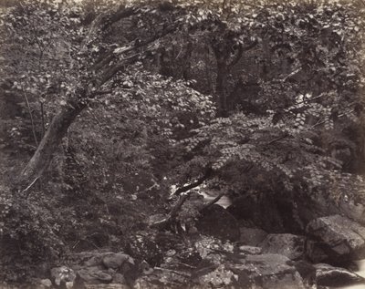 Glen Lynmouthissa, 1860-luku tekijältä Francis Frith