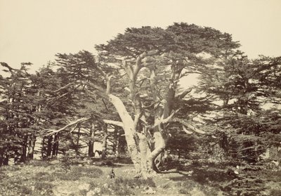 Suurin Cedars, Mount Libanon, 1857. tekijältä Francis Frith
