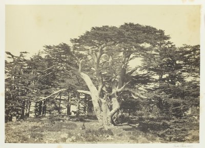 Suurin Cedars, Mount Libanon, 1857. tekijältä Francis Frith