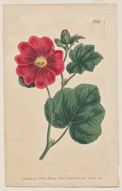 Kasvitieteellinen aikakauslehti tai kukkapuutarha Näytetään: levy 892, Althaea Flexuosa. Seringapatam A Hollyhock . [Althea rosea] tekijältä Francis Sansom