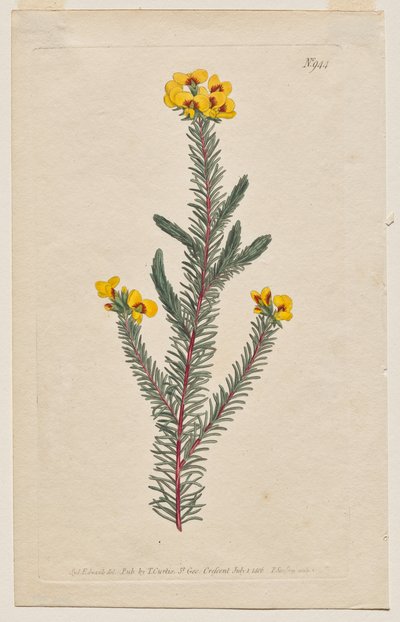 Kasvitieteellinen aikakauslehti tai kukkapuutarha Näytetään: levy 944, Dillwynia glaberrima. Sileälehtinen Dillwynnia. [Dillwynia ericifolia gaberrima] tekijältä Francis Sansom