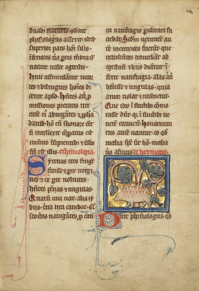 Siili bestiaarista Ms Ludwig XV 4, fol. 82, n. 1280-1300 (tempera, kynä ja muste, lehtikulta ja maali pergamentille) tekijältä Franco Flemish School