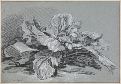 Tutkimus kaalista tekijältä François Boucher