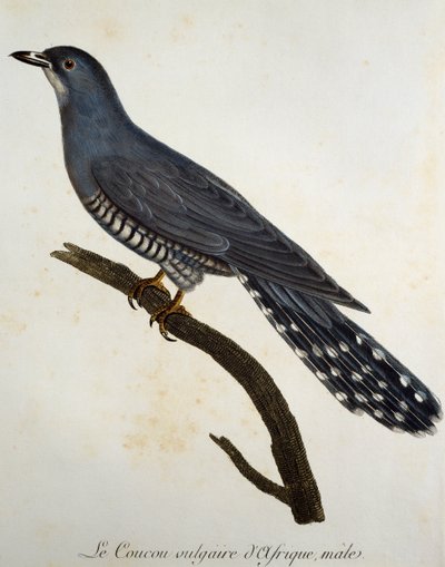 Afrikkalainen käki (Cuculus gularis), kaiverrus Histoire Naturelle des Oiseaux d