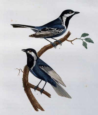 Tuhkatiainen (Parus cinerascens), kaiverrus Histoire Naturelle des Oiseaux d