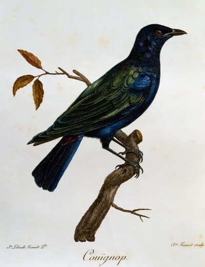 Mustavatsainen kiiltävä kottarainen (Lamprotornis corruscus), kaiverrus Histoire Naturelle des Oiseaux d