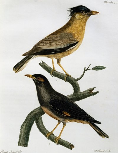 Brahminy Starling (Sturnus pagodarum) ja alla Bank Myna (Acridotheres ginginianus), kaiverrus Histoire Naturelle des Oiseaux d
