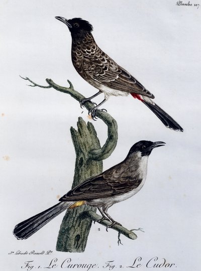 Cape Bulbulbul (Pycnonotus capensis) ja alla Garden Bulbul (Pycnonotus barbatus), kaiverrus Histoire Naturelle des Oiseaux d