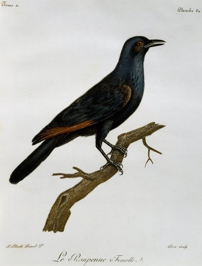 Naaras punasiipinen kottarainen (Onychognathus morio), kaiverrus Histoire Naturelle des Oiseaux d