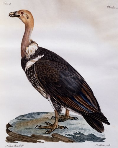 Kypsä Cape Griffon (Gyps coprotheres), kaiverrus Afrikan lintujen luonnonhistoriasta tekijältä Francois Le Vaillant