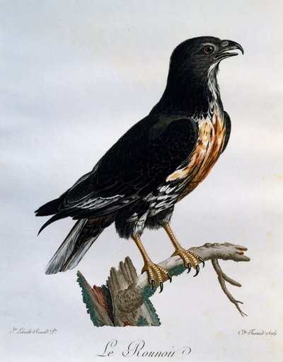 Jackal Buzzard (Buteo rufofuscus), kaiverrus Afrikan lintujen luonnonhistoriasta tekijältä Francois Le Vaillant