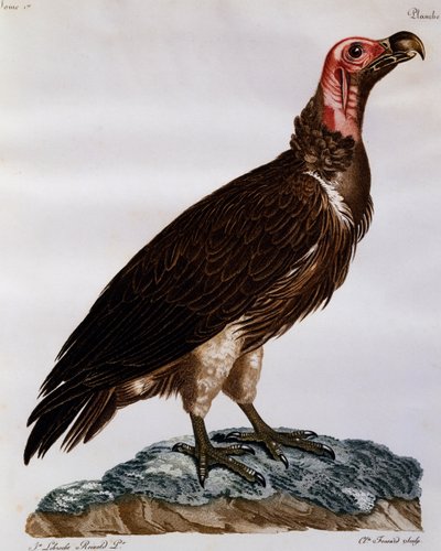 Lappet-naamakorppikotka (Torgos tracheliotos), kaiverrus Histoire Naturelle des Oiseaux d