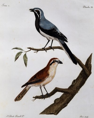 Le Pendeur et le Rousseau, kaiverrus Histoire Naturelle des Oiseaux d