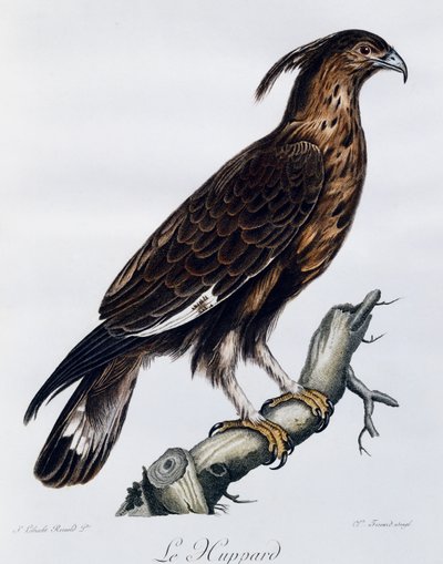 Pitkäharikotka (Lophaetus occipitalis), kaiverrus Histoire Naturelle des Oiseaux d