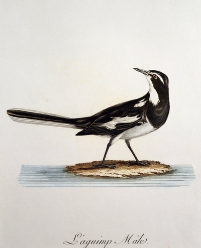 Urospuolinen afrikkalainen västäräkki (Motacilla aguimp), kaiverrus Histoire Naturelle des Oiseaux d