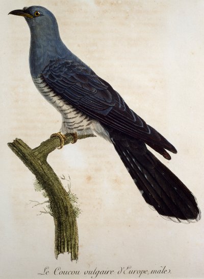 Urospuolinen euraasiankäki (Cuculus canorus), kaiverrus Histoire Naturelle des Oiseaux d