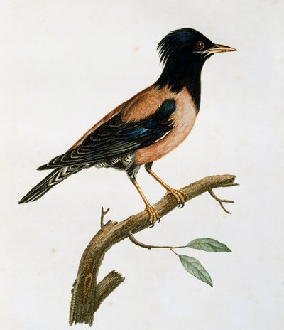 Urospuolinen kottarainen (Sturnus roseus), kaiverrus Histoire Naturelle des Oiseaux d
