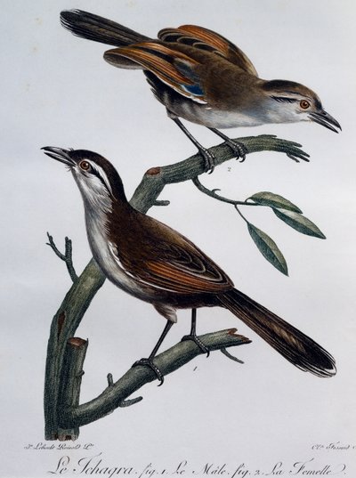 Mustakruunun Tchagra (Tchagra senegalus) uros ja naaras, kaiverrus Histoire Naturelle des Oiseaux d