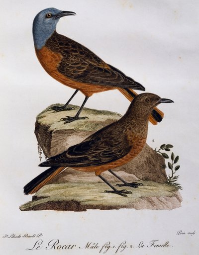 Cape rock sammas (Monticola rupestris) uros ja naaras, kaiverrus Histoire Naturelle des Oiseaux d