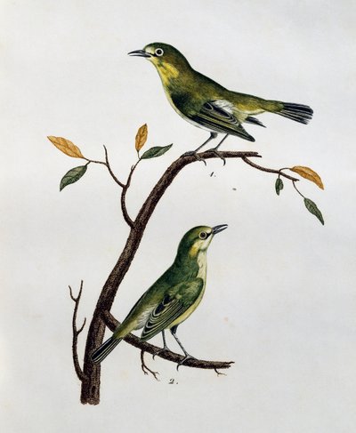 Vaaleasilmäisen valkosilmän (Zosterops pallidus) uros ja naaras, kaiverrus teoksesta Histoire Naturelle des Oiseaux d