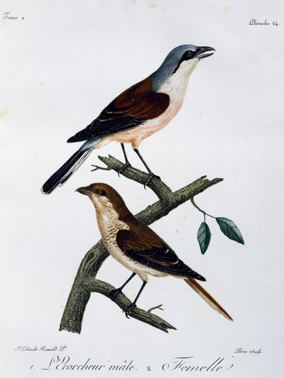 Punaselkäkirkon (Lanius collurio) uros ja naaras, kaiverrus Histoire Naturelle des Oiseaux d