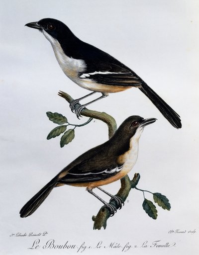 Eteläisen bouboun (Laniarius ferrugineus) uros ja naaras, kaiverrus Histoire Naturelle des Oiseaux d