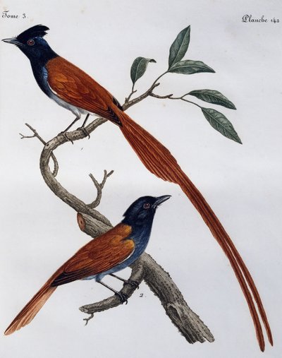 Täpläkärpässieppo (Muscicapa striata) uros ja naaras, kaiverrus Histoire Naturelle des Oiseaux d