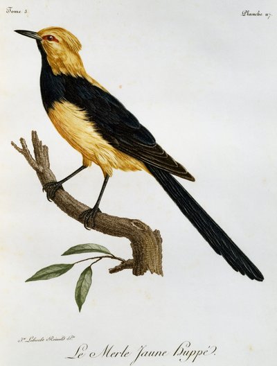 Merle Jaune Huppe, kaiverrus Histoire Naturelle des Oiseaux d