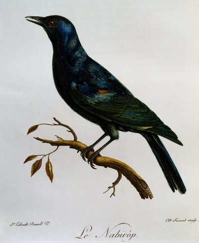 Vaaleasiipinen kottarainen (Onychognathus nabouroup), kaiverrus Afrikan lintujen luonnonhistoriasta tekijältä Francois Le Vaillant