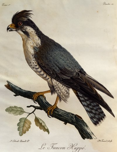 Peregrine Falcon (Falco peregrinus), kaiverrus Afrikan lintujen luonnonhistoriasta tekijältä Francois Le Vaillant