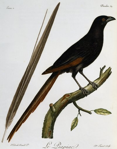 Piapiac (Ptilostomus afer), kaiverrus Histoire Naturelle des Oiseaux d