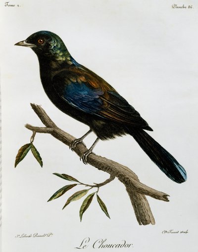Principe Glossy-Starling (Lamprotornis ornatus), kaiverrus Histoire Naturelle des Oiseaux d