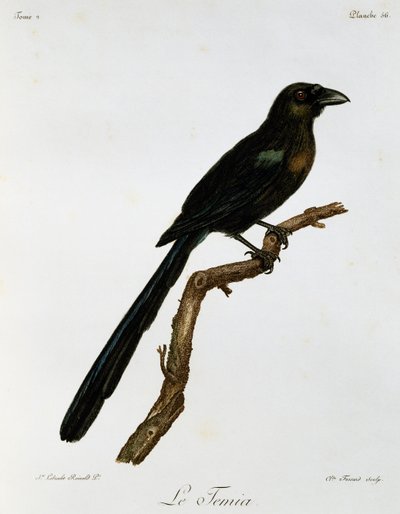 Racket-tailed Treepie (Crypsirina temia), kaiverrus Afrikan lintujen luonnonhistoriasta tekijältä Francois Le Vaillant