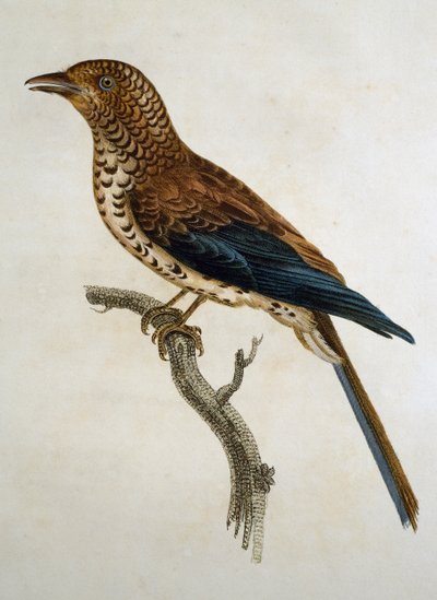 Punakärkinen Lark (Calandrella cinerea), kaiverrus Histoire Naturelle des Oiseaux d
