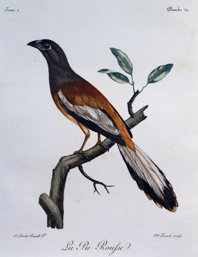 Rufous Treepie (Dendrocitta vagabunda), kaiverrus Afrikan lintujen luonnonhistoriasta tekijältä Francois Le Vaillant