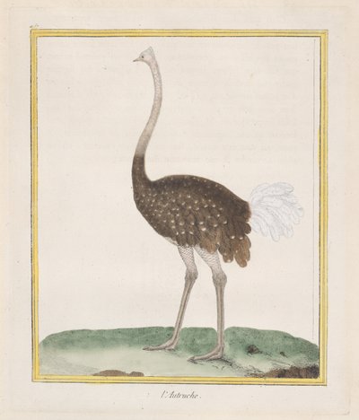 Strutsi Strutsi, 1770-86. tekijältä Francois Nicolas Martinet
