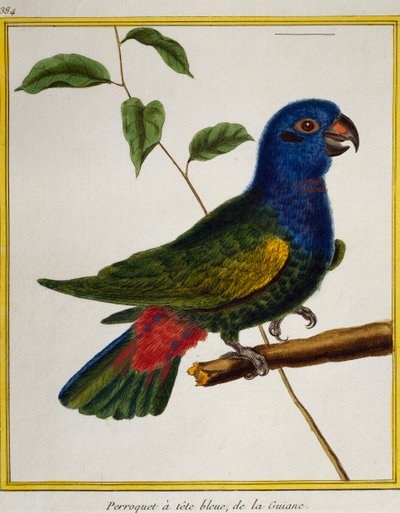 Sinipäinen papukaija (Pionus menstruus), lintujen luonnonhistoriasta tekijältä Francois Nicolas Martinet