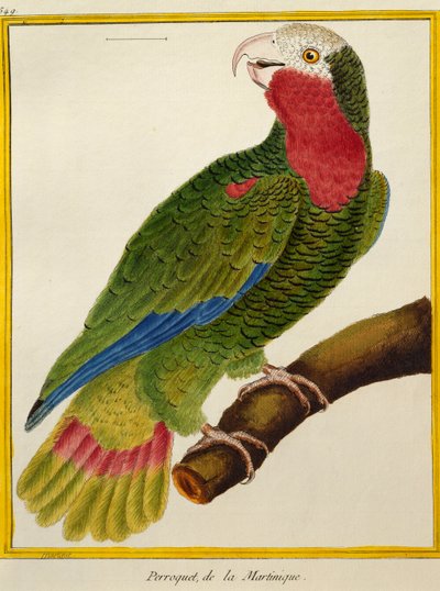 Kuubalainen papukaija (Amazona leucocephala), lintujen luonnonhistoriasta tekijältä Francois Nicolas Martinet