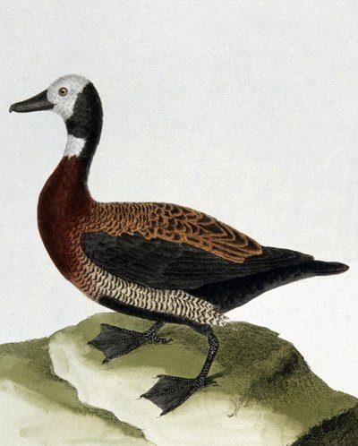 Maragnanin ankka tekijältä Francois Nicolas Martinet