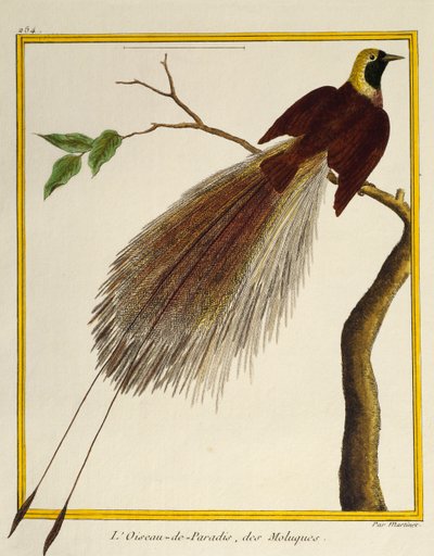 Greater Bird-of-Paradise (Paradisaea apoda), lintujen luonnonhistoriasta tekijältä Francois Nicolas Martinet