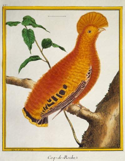 Guiananin kukko (Rupicola rupicola), lintujen luonnonhistoriasta tekijältä Francois Nicolas Martinet