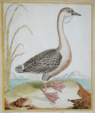 Guinea Duck, Georges de Buffonin (1707-88) teoksesta "Histoire Naturelle des Oiseaux", julkaistu 1777 (värinen kaiverrus) tekijältä Francois Nicolas Martinet