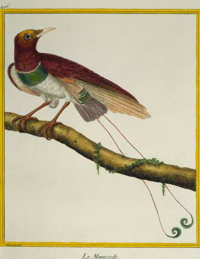 Kuningas-paratiisin lintu (Cicinnurus regius), lintujen luonnonhistoriasta tekijältä Francois Nicolas Martinet