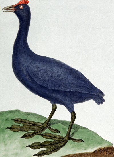 Madagaskar tekijältä Francois Nicolas Martinet