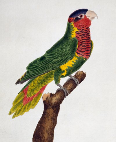 Koristeellinen loriketti (Trichoglossus ornatus), Histoire naturelle des oiseaux