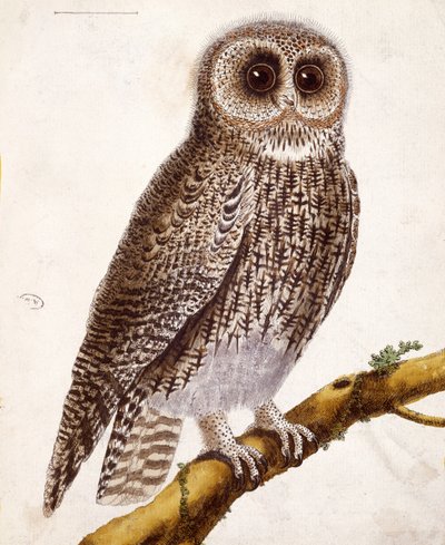 Pöllö, Georges de Buffonin (1707-88) teoksesta Histoire Naturelle des Oiseaux, julkaistu 1777 tekijältä Francois Nicolas Martinet