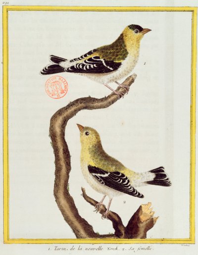 Nahkapari Georges de Buffonin (1707-88) Histoire Naturelle des Oiseaux